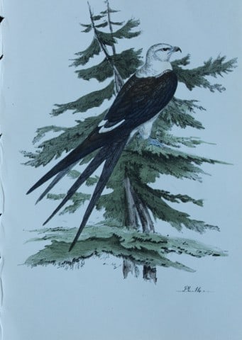 HL Meyer - Chromolithograph of Swallow-tailed Kite 1857: This engraving is by Henry Leonard Meyer from Illustrations of British Birds and Their Eggs, published by Willis and Sotheran, London 1857. Meyer specialised in ornithological subjects and was assiste