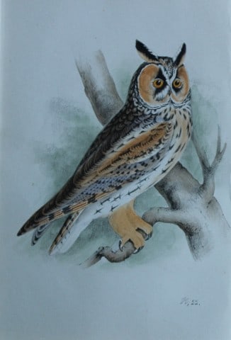 HL Meyer - Chromolithograph of Long-eared Owl 1857: This engraving is by Henry Leonard Meyer from Illustrations of British Birds and Their Eggs, published by Willis and Sotheran, London 1857. Meyer specialised in ornithological subjects and was assiste