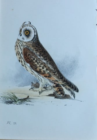 HL Meyer - Chromolithograph of Hawk Owl 1857 (1 of 1)
