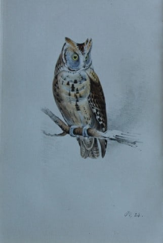 HL Meyer - Chromolithograph of Scops-eared Owl 1857: This engraving is by Henry Leonard Meyer from Illustrations of British Birds and Their Eggs, published by Willis and Sotheran, London 1857. Meyer specialised in ornithological subjects and was assiste