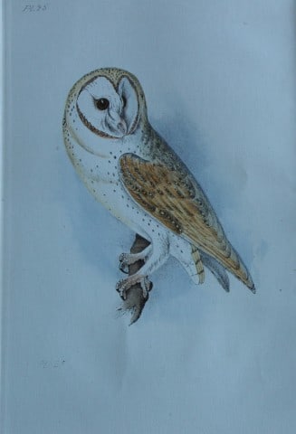 HL Meyer - Chromolithograph of Yellow or Barn Owl 1857: This engraving is by Henry Leonard Meyer from Illustrations of British Birds and Their Eggs, published by Willis and Sotheran, London 1857. Meyer specialised in ornithological subjects and was assiste