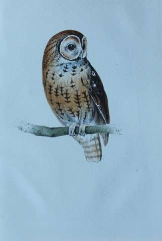 HL Meyer - Chromolithograph of Tawny Owl 1857: This engraving is by Henry Leonard Meyer from Illustrations of British Birds and Their Eggs, published by Willis and Sotheran, London 1857. Meyer specialised in ornithological subjects and was assiste