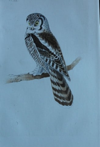 HL Meyer - Chromolithograph of Canada Owl 1857 (1 of 1)