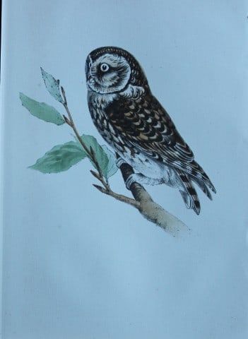 HL Meyer - Chromolithograph of Little Owl 1857: This engraving is by Henry Leonard Meyer from Illustrations of British Birds and Their Eggs, published by Willis and Sotheran, London 1857. Meyer specialised in ornithological subjects and was assiste