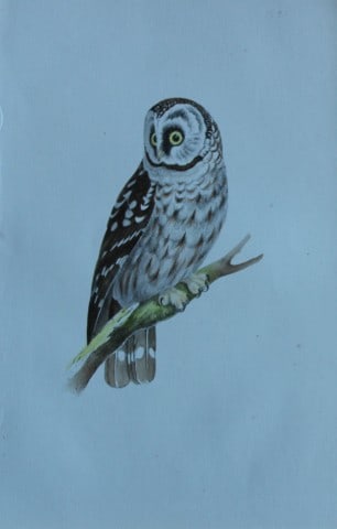 HL Meyer - Chromolithograph of Tengmalm's Owl 1857: This engraving is by Henry Leonard Meyer from Illustrations of British Birds and Their Eggs, published by Willis and Sotheran, London 1857. Meyer specialised in ornithological subjects and was assiste