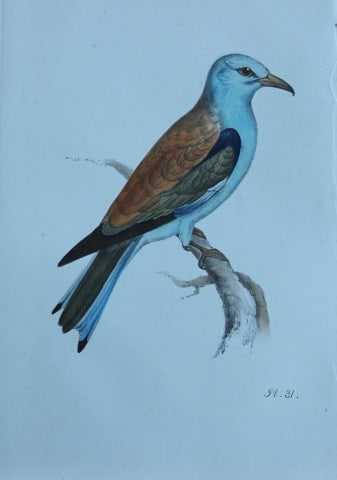 HL Meyer - Chromolithograph of Roller 1857 (1 of 1)