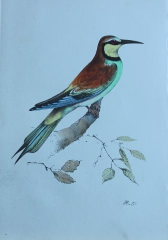 HL Meyer - Chromolithograph of Bee-eater 1857 (1 of 1)