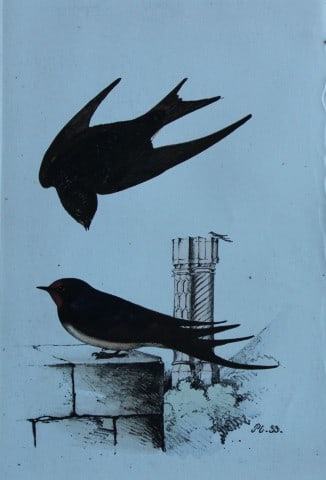 HL Meyer - Chromolithograph of Swallow 1857: This engraving is by Henry Leonard Meyer from Illustrations of British Birds and Their Eggs, published by Willis and Sotheran, London 1857. Meyer specialised in ornithological subjects and was assiste