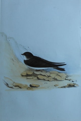 HL Meyer - Chromolithograph of Sand Martin 1857 (1 of 1)