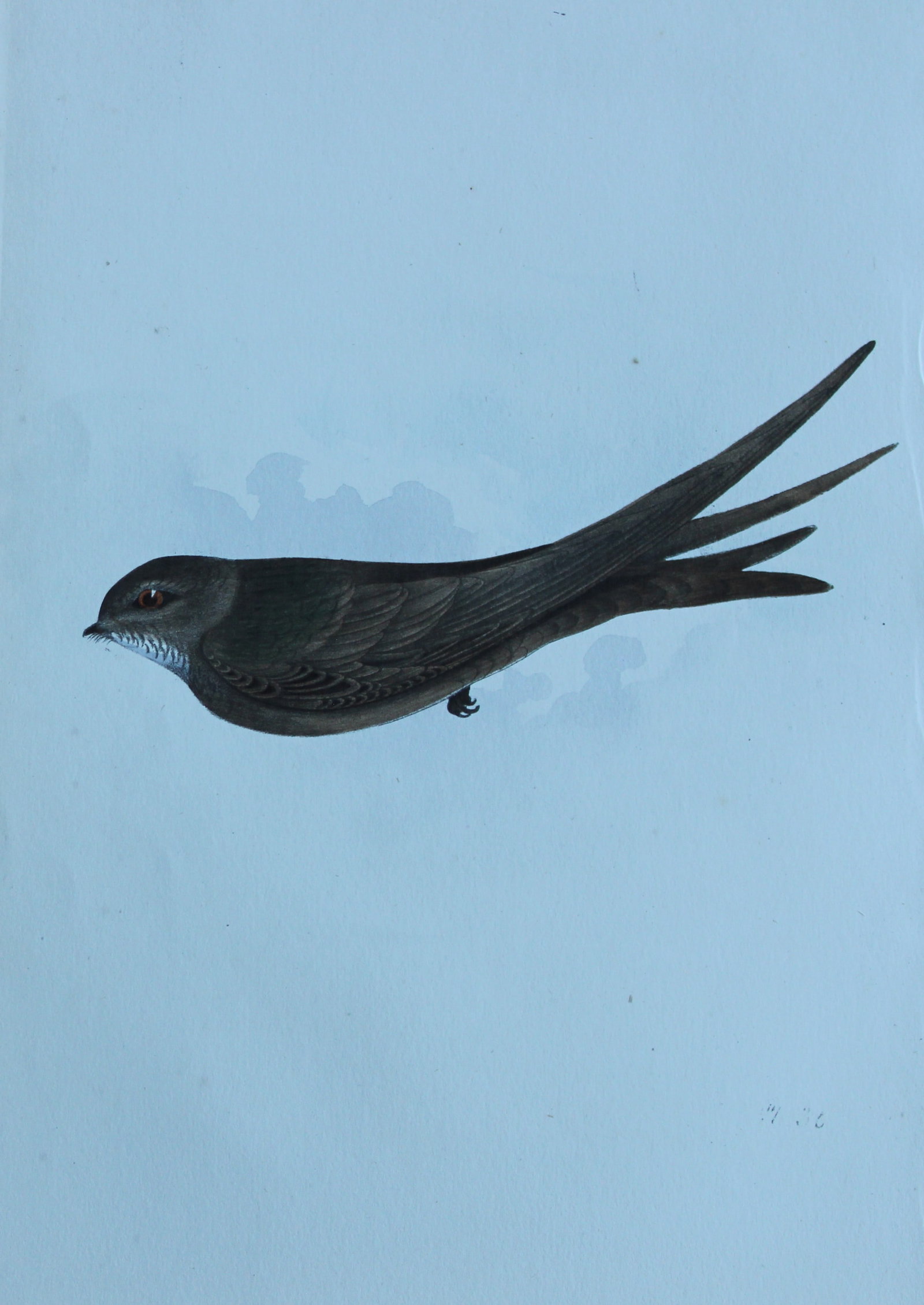 HL Meyer - Chromolithograph of Swift 1857: This engraving is by Henry Leonard Meyer from Illustrations of British Birds and Their Eggs, published by Willis and Sotheran, London 1857. Meyer specialised in ornithological subjects and was assiste
