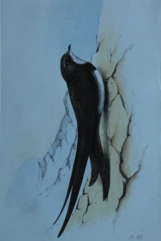 HL Meyer - Chromolithograph of Alpine Swift 1857: This engraving is by Henry Leonard Meyer from Illustrations of British Birds and Their Eggs, published by Willis and Sotheran, London 1857. Meyer specialised in ornithological subjects and was assiste