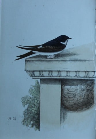 HL Meyer - Chromolithograph of Martin 1857: This engraving is by Henry Leonard Meyer from Illustrations of British Birds and Their Eggs, published by Willis and Sotheran, London 1857. Meyer specialised in ornithological subjects and was assiste
