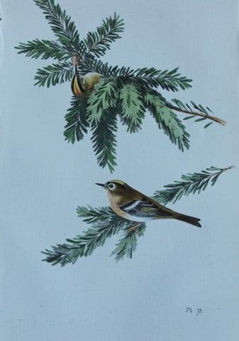 HL Meyer - Chromolithograph of Gold-crested Wren 1857: This engraving is by Henry Leonard Meyer from Illustrations of British Birds and Their Eggs, published by Willis and Sotheran, London 1857. Meyer specialised in ornithological subjects and was assiste