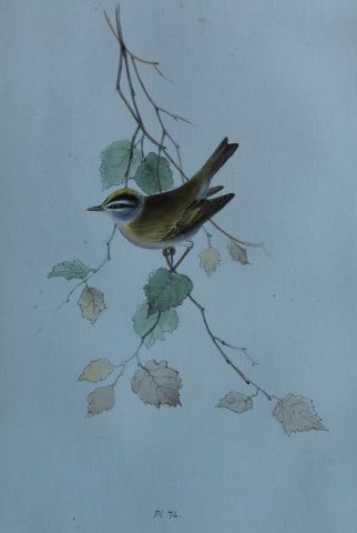 HL Meyer - Chromolithograph of Fire-crested Wren 1857 (1 of 1)