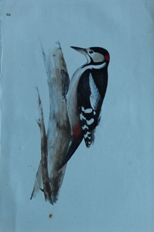 HL Meyer - Chromolithograph of Great Spotted Woodpecker 1857: This engraving is by Henry Leonard Meyer from Illustrations of British Birds and Their Eggs, published by Willis and Sotheran, London 1857. Meyer specialised in ornithological subjects and was assiste