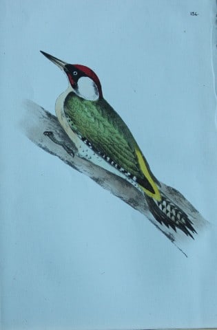 HL Meyer - Chromolithograph of Green Woodpecker 1857: This engraving is by Henry Leonard Meyer from Illustrations of British Birds and Their Eggs, published by Willis and Sotheran, London 1857. Meyer specialised in ornithological subjects and was assiste