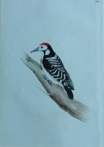 HL Meyer - Chromolithograph of Barred Woodpecker 1857: This engraving is by Henry Leonard Meyer from Illustrations of British Birds and Their Eggs, published by Willis and Sotheran, London 1857. Meyer specialised in ornithological subjects and was assiste