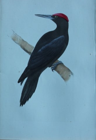 HL Meyer - Chromolithograph of Great Black Woodpecker 1857: This engraving is by Henry Leonard Meyer from Illustrations of British Birds and Their Eggs, published by Willis and Sotheran, London 1857. Meyer specialised in ornithological subjects and was assiste