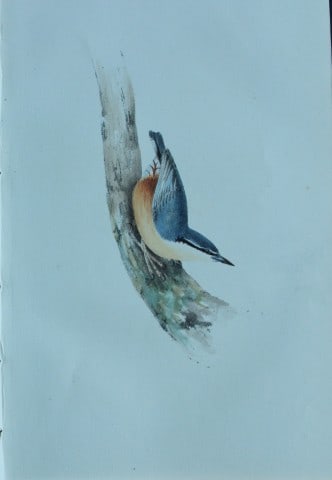 HL Meyer - Chromolithograph of Nuthatch 1857: This engraving is by Henry Leonard Meyer from Illustrations of British Birds and Their Eggs, published by Willis and Sotheran, London 1857. Meyer specialised in ornithological subjects and was assiste