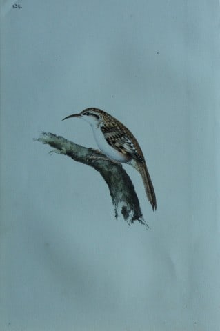 HL Meyer - Chromolithograph of Tree Creeper 1857: This engraving is by Henry Leonard Meyer from Illustrations of British Birds and Their Eggs, published by Willis and Sotheran, London 1857. Meyer specialised in ornithological subjects and was assiste