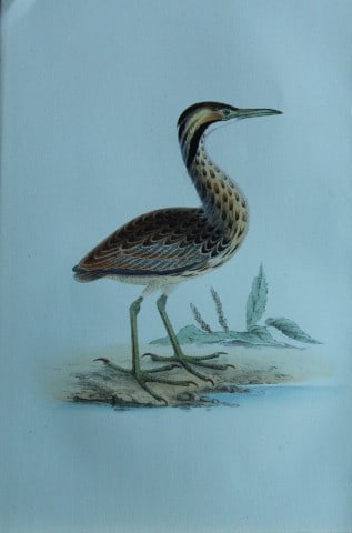 HL Meyer - Chromolithograph of American Bittern 1857: This engraving is by Henry Leonard Meyer from Illustrations of British Birds and Their Eggs, published by Willis and Sotheran, London 1857. Meyer specialised in ornithological subjects and was assiste
