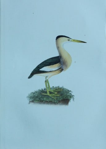HL Meyer - Chromolithograph of Little Bittern 1857: This engraving is by Henry Leonard Meyer from Illustrations of British Birds and Their Eggs, published by Willis and Sotheran, London 1857. Meyer specialised in ornithological subjects and was assiste