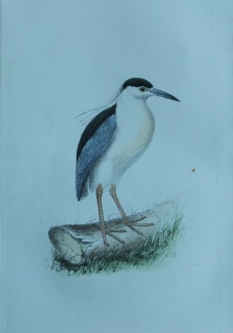 HL Meyer - Chromolithograph of Night Heron 1857: This engraving is by Henry Leonard Meyer from Illustrations of British Birds and Their Eggs, published by Willis and Sotheran, London 1857. Meyer specialised in ornithological subjects and was assiste