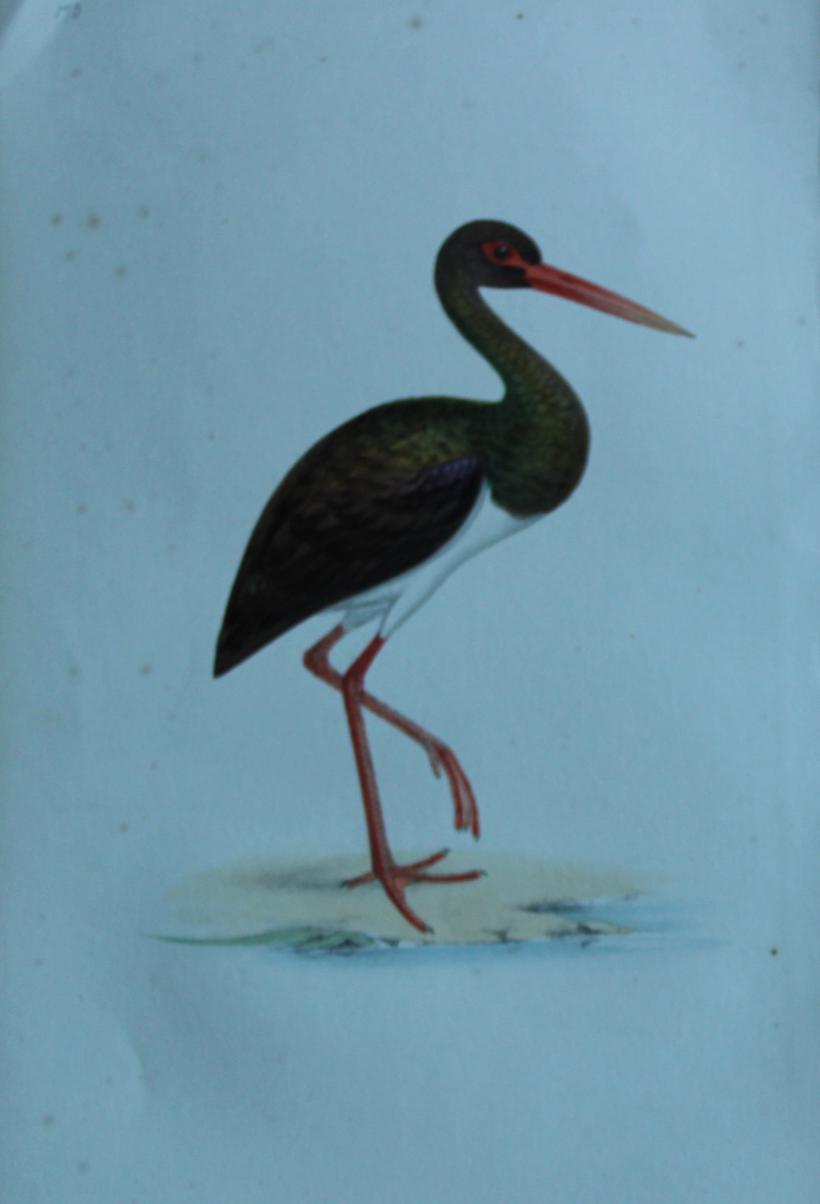 HL Meyer - Chromolithograph of Black Stork 1857: This engraving is by Henry Leonard Meyer from Illustrations of British Birds and Their Eggs, published by Willis and Sotheran, London 1857. Meyer specialised in ornithological subjects and was assiste