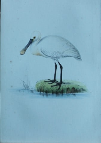 HL Meyer - Chromolithograph of Spoonbill 1857: This engraving is by Henry Leonard Meyer from Illustrations of British Birds and Their Eggs, published by Willis and Sotheran, London 1857. Meyer specialised in ornithological subjects and was assiste