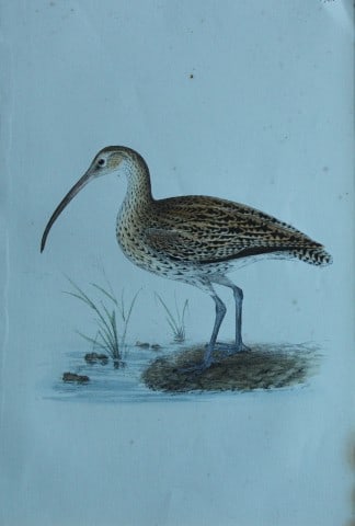 HL Meyer - Chromolithograph of Curlew 1857: This engraving is by Henry Leonard Meyer from Illustrations of British Birds and Their Eggs, published by Willis and Sotheran, London 1857. Meyer specialised in ornithological subjects and was assiste