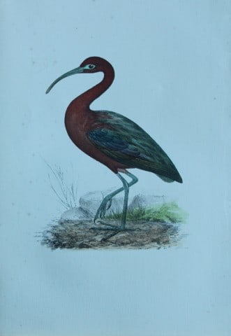 HL Meyer - Chromolithograph of Ibis 1857: This engraving is by Henry Leonard Meyer from Illustrations of British Birds and Their Eggs, published by Willis and Sotheran, London 1857. Meyer specialised in ornithological subjects and was assiste