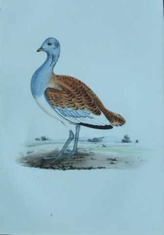 HL Meyer - Chromolithograph of Great Bustard 1857: This engraving is by Henry Leonard Meyer from Illustrations of British Birds and Their Eggs, published by Willis and Sotheran, London 1857. Meyer specialised in ornithological subjects and was assiste