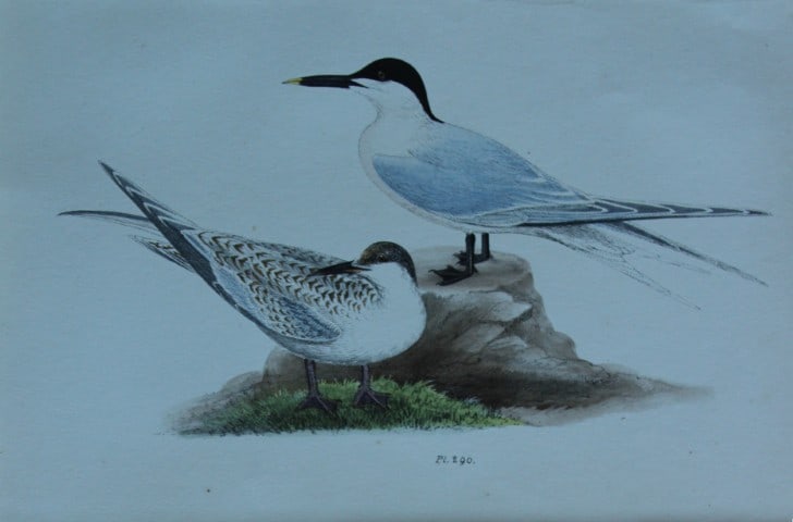 HL Meyer - Chromolithograph of Sandwich Tern 1857: This engraving is by Henry Leonard Meyer from Illustrations of British Birds and Their Eggs, published by Willis and Sotheran, London 1857. Meyer specialised in ornithological subjects and was assiste