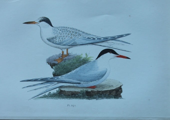 HL Meyer - Chromolithograph of Common Tern 1857: This engraving is by Henry Leonard Meyer from Illustrations of British Birds and Their Eggs, published by Willis and Sotheran, London 1857. Meyer specialised in ornithological subjects and was assiste