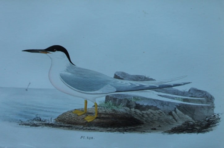 HL Meyer - Chromolithograph of Roseate Tern 1857 (1 of 1)
