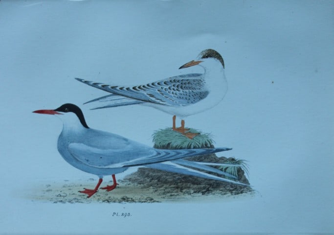 HL Meyer - Chromolithograph of Arctic Tern 1857: This engraving is by Henry Leonard Meyer from Illustrations of British Birds and Their Eggs, published by Willis and Sotheran, London 1857. Meyer specialised in ornithological subjects and was assiste