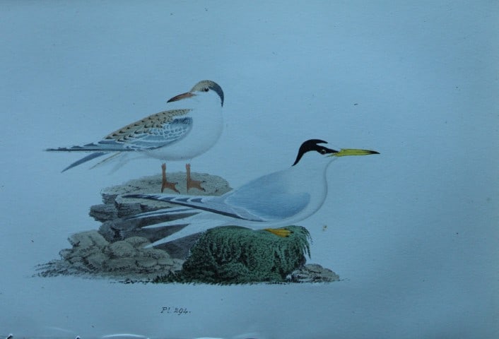 HL Meyer - Chromolithograph of Lesser Tern 1857: This engraving is by Henry Leonard Meyer from Illustrations of British Birds and Their Eggs, published by Willis and Sotheran, London 1857. Meyer specialised in ornithological subjects and was assiste