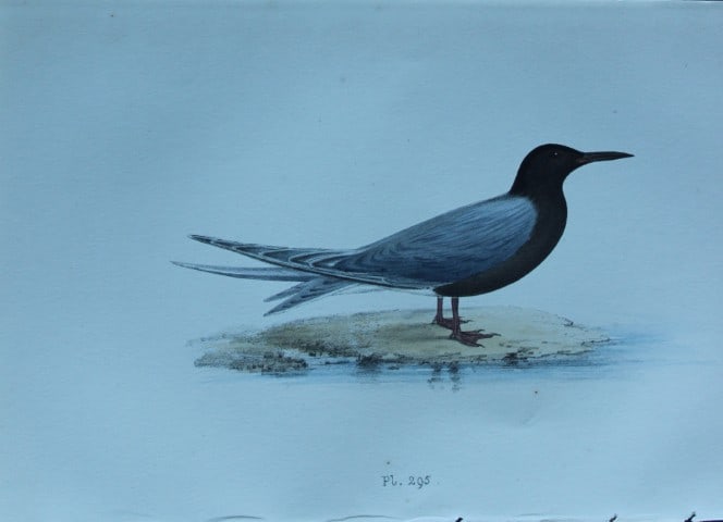 HL Meyer - Chromolithograph of Black Tern 1857 (1 of 1)
