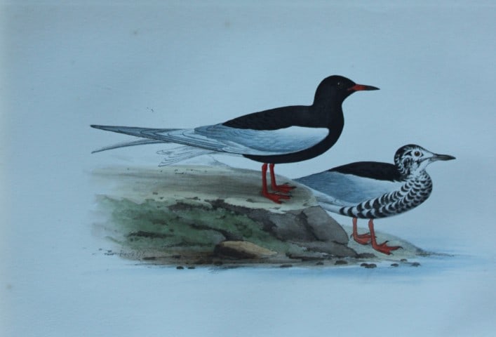 HL Meyer - Chromolithograph of Silver-winged Black Tern 1857: This engraving is by Henry Leonard Meyer from Illustrations of British Birds and Their Eggs, published by Willis and Sotheran, London 1857. Meyer specialised in ornithological subjects and was assiste
