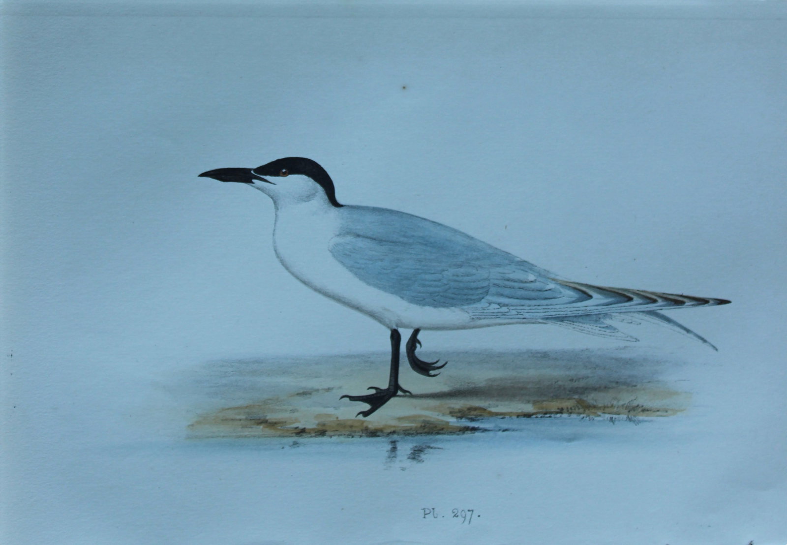 HL Meyer - Chromolithograph of Gull-billed Tern 1857: This engraving is by Henry Leonard Meyer from Illustrations of British Birds and Their Eggs, published by Willis and Sotheran, London 1857. Meyer specialised in ornithological subjects and was assiste