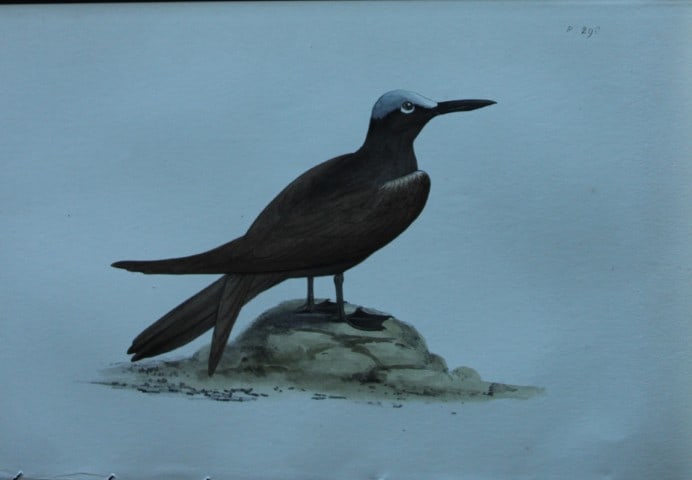 HL Meyer - Chromolithograph of Black Noddy 1857: This engraving is by Henry Leonard Meyer from Illustrations of British Birds and Their Eggs, published by Willis and Sotheran, London 1857. Meyer specialised in ornithological subjects and was assiste