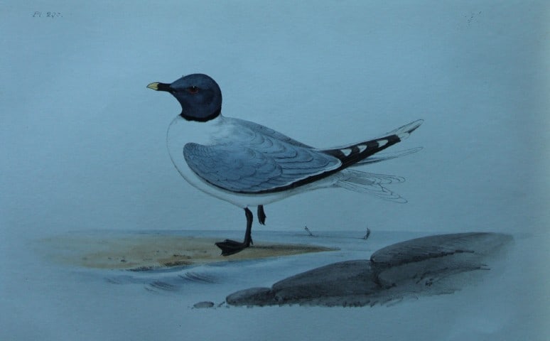 HL Meyer - Chromolithograph of Sabine's Gull 1857: This engraving is by Henry Leonard Meyer from Illustrations of British Birds and Their Eggs, published by Willis and Sotheran, London 1857. Meyer specialised in ornithological subjects and was assiste