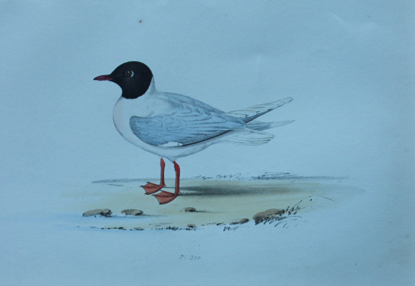 HL Meyer - Chromolithograph of Little Gull 1857: This engraving is by Henry Leonard Meyer from Illustrations of British Birds and Their Eggs, published by Willis and Sotheran, London 1857. Meyer specialised in ornithological subjects and was assiste