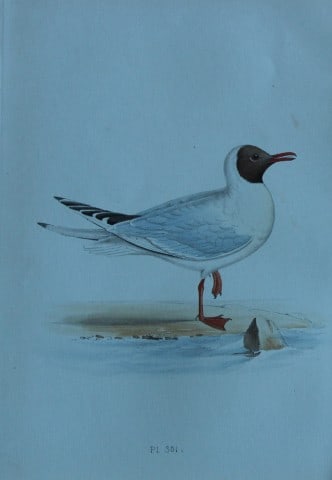 HL Meyer - Chromolithograph of Brown-headed Gull 1857 (1 of 1)