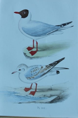 HL Meyer - Chromolithograph of Pewit Gull 1857: This engraving is by Henry Leonard Meyer from Illustrations of British Birds and Their Eggs, published by Willis and Sotheran, London 1857. Meyer specialised in ornithological subjects and was assiste