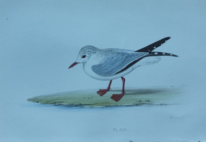 HL Meyer - Chromolithograph of Laughing Gull 1857: This engraving is by Henry Leonard Meyer from Illustrations of British Birds and Their Eggs, published by Willis and Sotheran, London 1857. Meyer specialised in ornithological subjects and was assiste