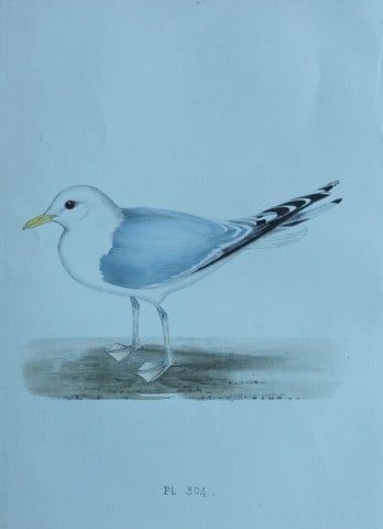 HL Meyer - Chromolithograph of Common Gull 1857: This engraving is by Henry Leonard Meyer from Illustrations of British Birds and Their Eggs, published by Willis and Sotheran, London 1857. Meyer specialised in ornithological subjects and was assiste