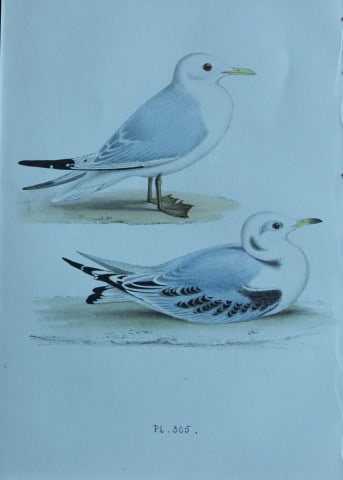 HL Meyer - Chromolithograph of Kittiwake 1857 (1 of 1)