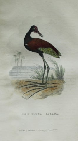 Baron Cuvier - Parra Jacana 1829: This antique engraving is from the English edition of The Animal Kingdom by Baron Georges Cuvier. Published by GB Whittaker & Co, London 1828-29.Artists who contributed to this work were Landseer, Sow