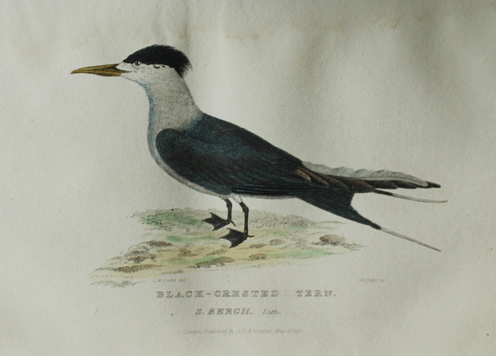 Baron Cuvier - Black Crested Tern 1829: This antique engraving is from the English edition of The Animal Kingdom by Baron Georges Cuvier. Published by GB Whittaker & Co, London 1828-29.Artists who contributed to this work were Landseer, Sow